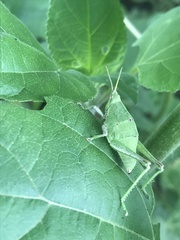 Sphenarium