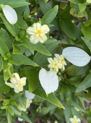 Pseudomussaenda flava