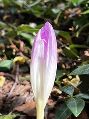 Colchicum autumnale