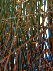 Tachuris rubrigastra