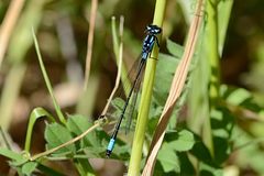 Zoniagrion exclamationis