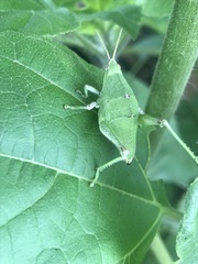 Sphenarium