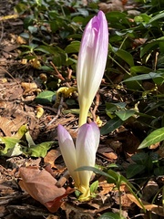 Colchicum autumnale