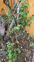 Symphoricarpos mollis