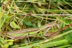Tenodera