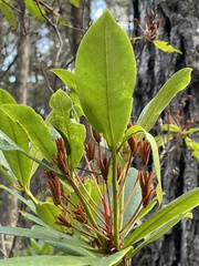 Rhododendron macrophyllum