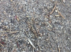 Melanoplus devastator