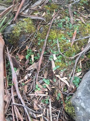 Chiloglottis triceratops