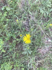 Bradburia pilosa