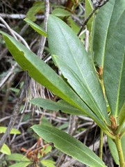Rhododendron macrophyllum
