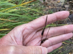 Carex nigra