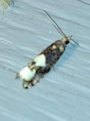 Epinotia trigonella