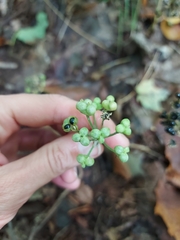 Allium tricoccum