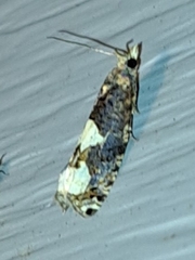 Epinotia trigonella