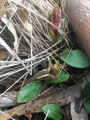 Chiloglottis triceratops