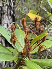 Rhododendron macrophyllum