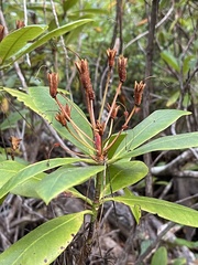 Rhododendron macrophyllum