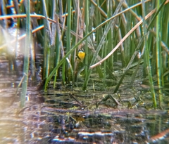 Tachuris rubrigastra