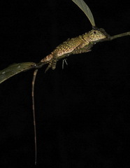Gonocephalus bornensis