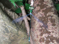 Lestes temporalis
