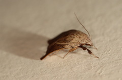 Tortricopsis pyroptis