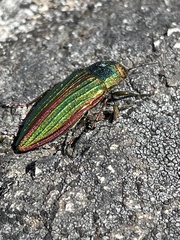 Buprestis aurulenta