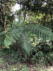 Cibotium glaucum