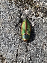 Buprestis aurulenta