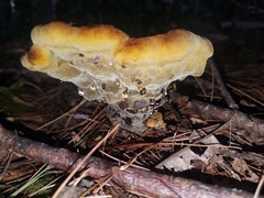 Phaeolus