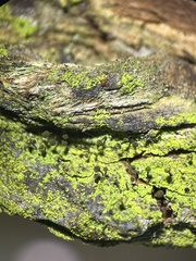 Chaenotheca chrysocephala