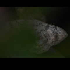 Anticarsia
