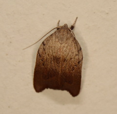 Tortricopsis pyroptis