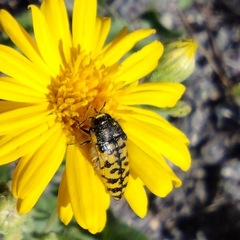 Acmaeodera decipiens