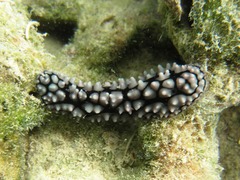 Phyllidiella