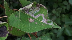 Phyllocnistis populiella