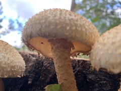 Pholiota squarrosa