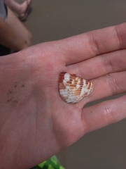 Americardia planicostata