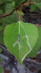 Phyllocnistis populiella