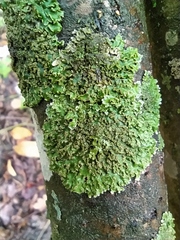 Physconia enteroxantha
