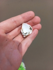 Americardia planicostata