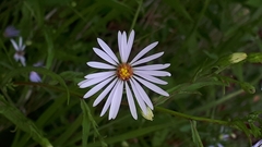 Symphyotrichum boreale