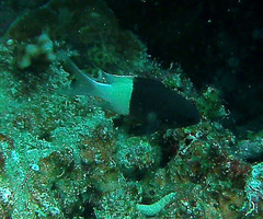 Pycnochromis dimidiatus