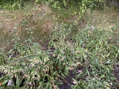 Tripolium pannonicum