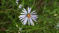 Symphyotrichum boreale