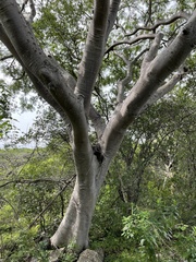 Conzattia multiflora