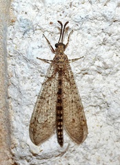 Brachynemurus