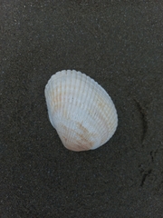 Arcidae