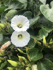 Ipomoea corymbosa