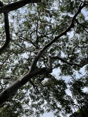 Conzattia multiflora