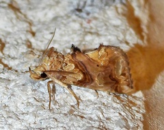 Plusiodonta compressipalpis